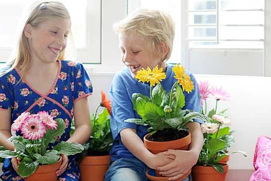 Die Gerbera lädt zum Kuscheln ein.