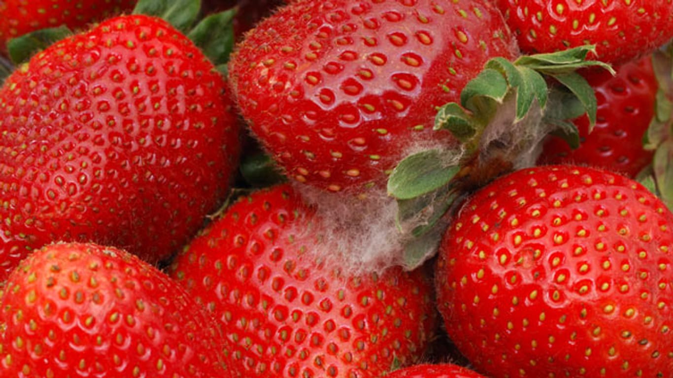 Wer Erdbeeren im Supermarkt kauft, muss häufig mit Schimmel rechnen.