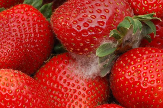 Wer Erdbeeren im Supermarkt kauft, muss häufig mit Schimmel rechnen.