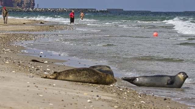 In Nordstrand kommt man Robben an bestimmten Plätzen ganz nahe