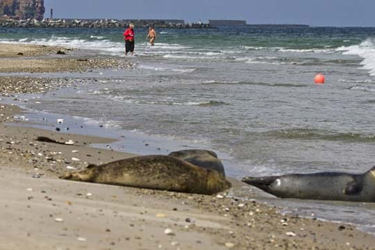 In Nordstrand kommt man Robben an bestimmten Plätzen ganz nahe