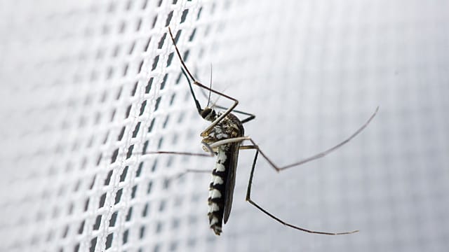 Fliegengitter für alle Fenster und Türen: Was mehr als vier Beine hat, gehört einfach nicht ins Haus.