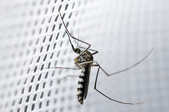 Fliegengitter für alle Fenster und Türen: Was mehr als vier Beine hat, gehört einfach nicht ins Haus.