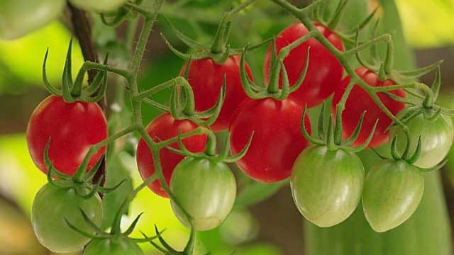 Tomaten nicht neben Kartoffeln pflanzen.