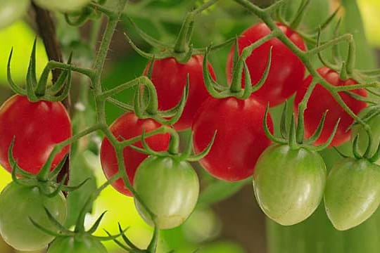 Tomaten nicht neben Kartoffeln pflanzen.