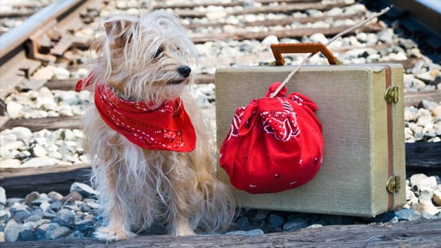 Mit Hund in der Bahn: Bereiten Sie Ihren Vierbeiner mit kürzeren Bahnfahrten auf die Reise vor.