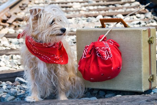 Mit Hund in der Bahn: Bereiten Sie Ihren Vierbeiner mit kürzeren Bahnfahrten auf die Reise vor.