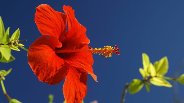 Hibiskus: Krankheiten und Schädlinge der Pflanze