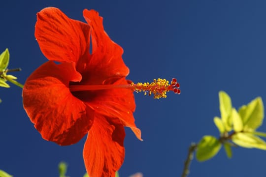 Hibiskus: Krankheiten und Schädlinge der Pflanze