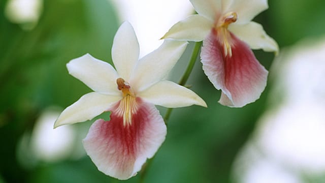 Miltonia duftet gut.