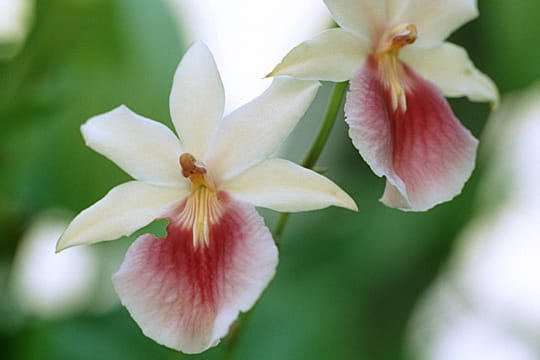 Miltonia duftet gut.