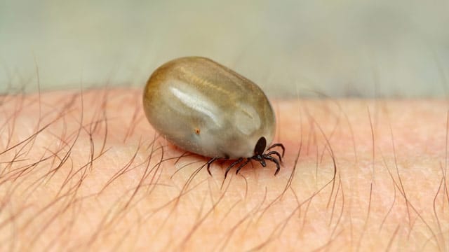 Zecken: Zecken beißen nicht, sondern stechen Ihren Wirt.