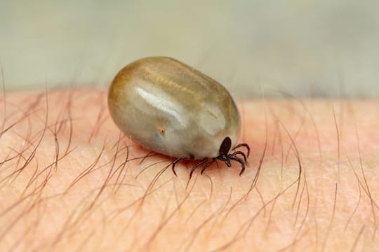 Zecken: Zecken beißen nicht, sondern stechen Ihren Wirt.