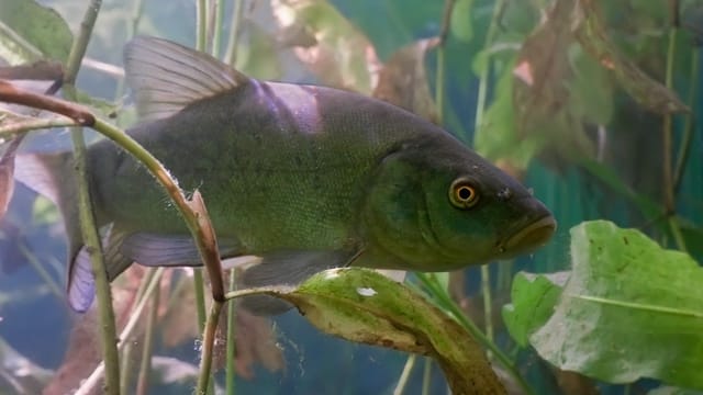 Angeln: Schleie zwischen Wasserpflanzen.