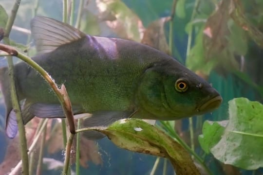 Angeln: Schleie zwischen Wasserpflanzen.