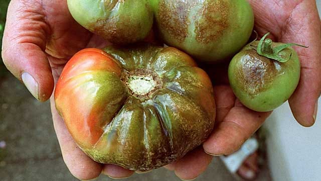 Tomaten sind extrem anfällig für Braunfäule.