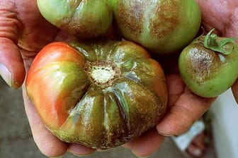 Tomaten sind extrem anfällig für Braunfäule.