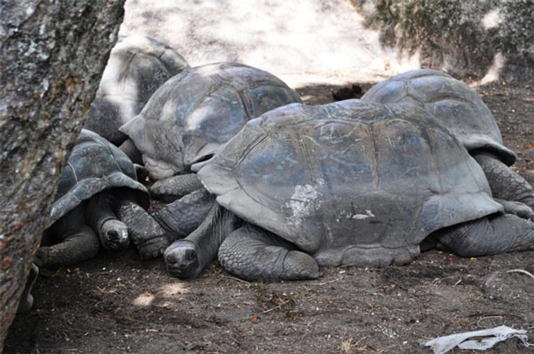Die schwersten Landschildkröten der Welt dösen hier träge im Schatten.