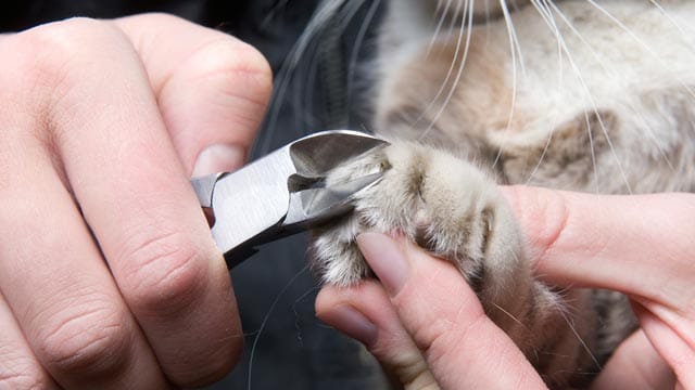 Die Krallen Ihrer Katze sind sehr empfindlich