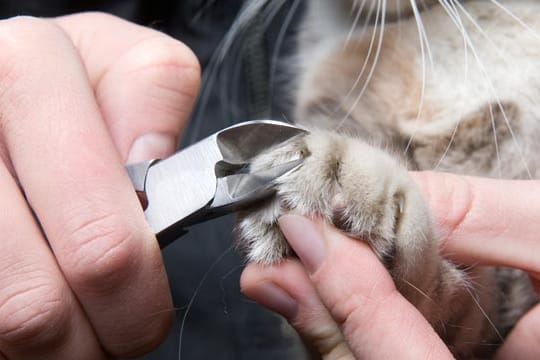 Die Krallen Ihrer Katze sind sehr empfindlich