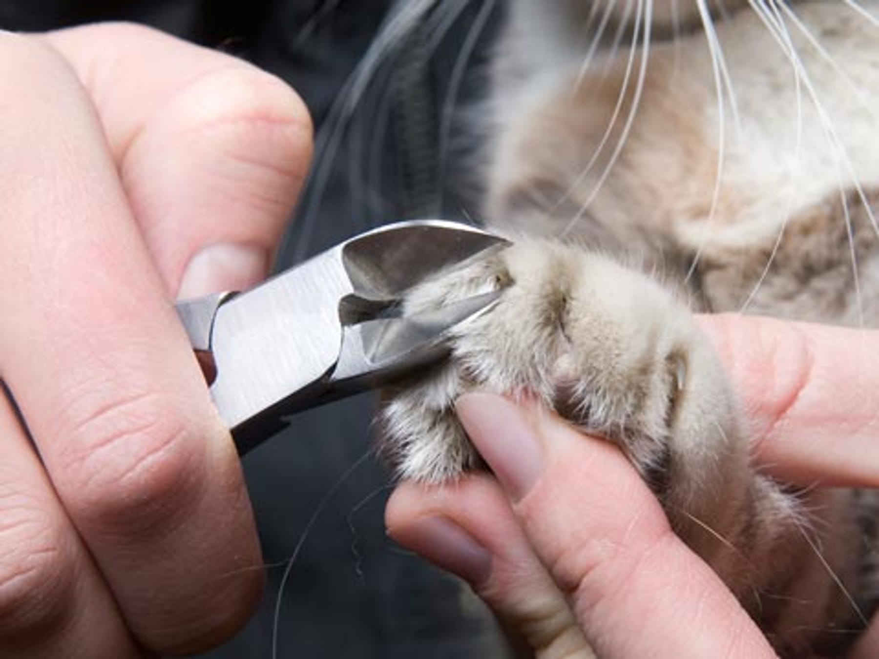 Muss man Katzen die Krallen schneiden? Gründe, Tipps und Ratgeber