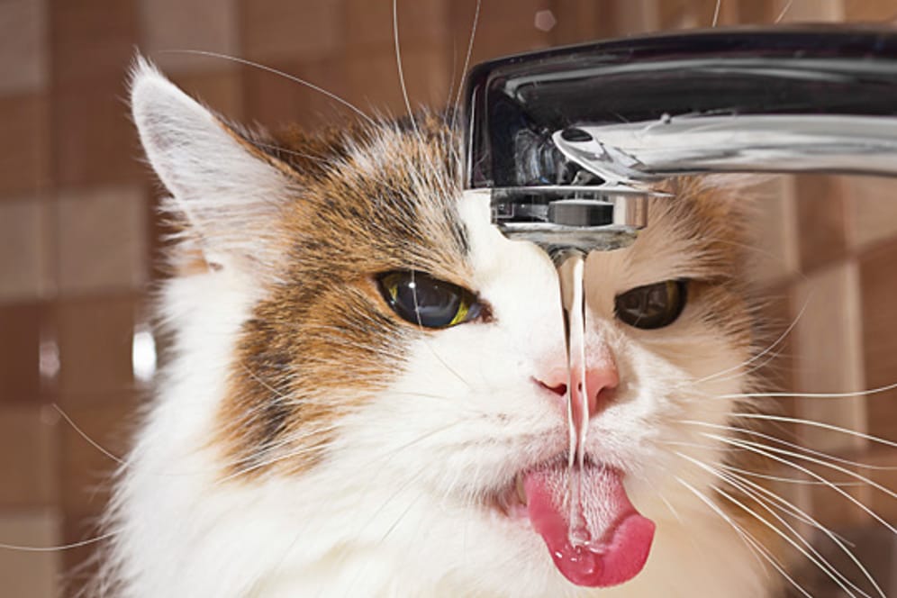 Heimlich schlürft Ihre Katze an anderen Wasserquellen