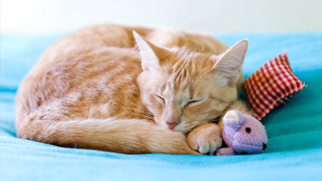 Am Schlafplatz muss sich Ihre Katze wohl fühlen