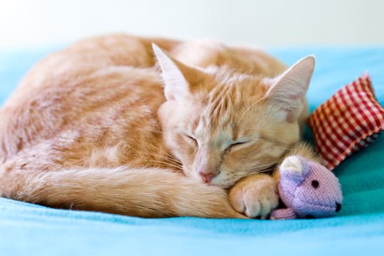 Am Schlafplatz muss sich Ihre Katze wohl fühlen