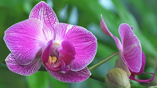 Die Phalaenopsis blüht das ganze Jahr über.