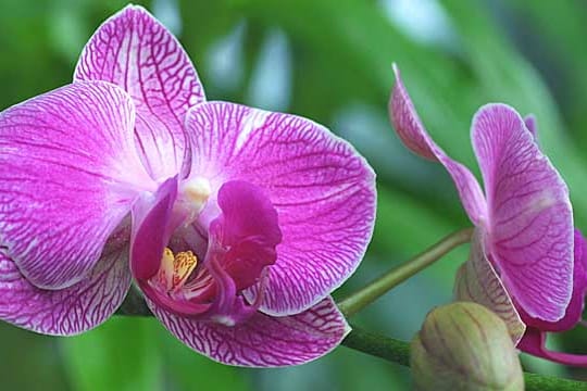 Die Phalaenopsis blüht das ganze Jahr über.