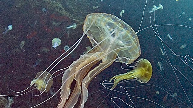 Zahlreiche Feuerquallen ("Pelagia noctiluca") schwimmen vor der spanischen Mittelmeerinsel Cabrera bei Mallorca (Aufnahme: Juli 2007)