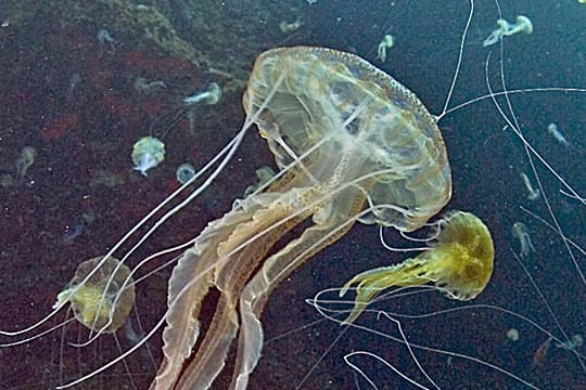 Zahlreiche Feuerquallen ("Pelagia noctiluca") schwimmen vor der spanischen Mittelmeerinsel Cabrera bei Mallorca (Aufnahme: Juli 2007)