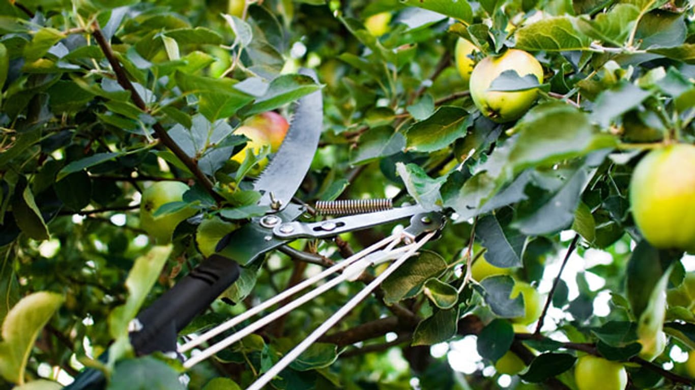 Zum richtigen Zeitpunkt und mit dem passenden Werkzeug führt der Obstbaumschnitt zu einer reichhaltigen Ernte.
