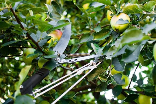 Zum richtigen Zeitpunkt und mit dem passenden Werkzeug führt der Obstbaumschnitt zu einer reichhaltigen Ernte.