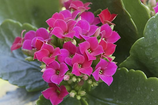 Kalanchoe blossfeldiana: Flammendes Kätchen