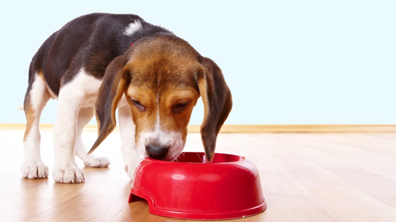 Ist Hundefutter ohne Getreide wirklich besser?