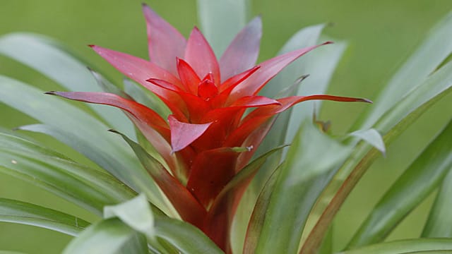 Bromelia guzmania: Die exotische Schönheit wächst normalerweise im Regenwald auf Baumkronen.