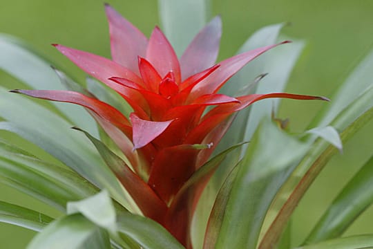 Bromelia guzmania: Die exotische Schönheit wächst normalerweise im Regenwald auf Baumkronen.