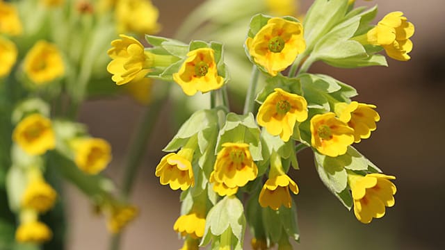 Die gelben Blüten der Schlüsselblume bringen die Sonne in den Garten.