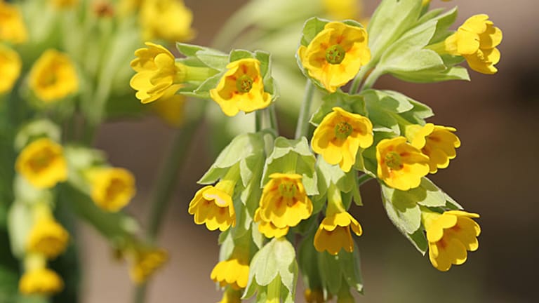 Schlüsselblume Tipps zu Standort und Pflege im Garten