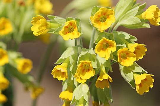 Die gelben Blüten der Schlüsselblume bringen die Sonne in den Garten.