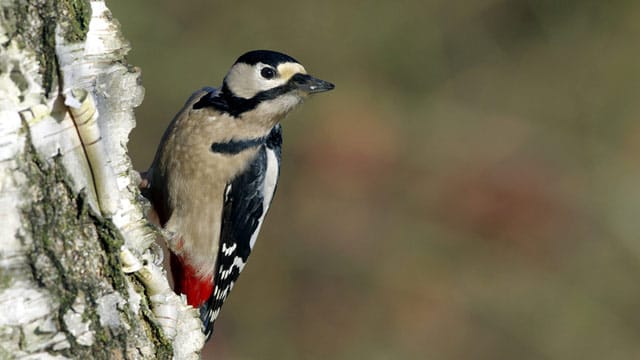 Der Buntspecht ist amselgroß und fühlt sich fast überall wohl