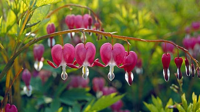 Ungewöhnliche Blüten und schmuckes Laub: Das Tränende Herz.