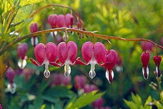 Ungewöhnliche Blüten und schmuckes Laub: Das Tränende Herz.
