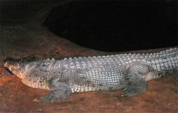 Auch beim Besucher des australischen Broome Crocodile Parks setzte der Verstand im Vollsuff aus. Nachdem er die Sicherung passiert hat, versuchte sich dieser auf ein Krokodil zu setzen. Das fünf Meter lange Exemplar war nicht aus plastik, sondern echt. Doch er hatte Glück im Leichtsinn und kam mit Bisswunden am rechten Bein davon.
