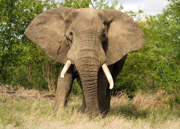 Keine gute Idee war auch der Angriff auf einen Elefanten im Krüger Nationalpark. Von dieser Szene gibt es sogar eine Videoaufnahme, die auf einer Wildlife-Seite veröffentlicht wurde. Darauf zu sehen ist ein Mann, der auf den etwas verstörten Elefanten zugeht. Am Ende wendet sich das Tier von ihm ab und rennt weg. Für den verrückten Zweibeiner ein großes Glück, der völlig ungeschoren davonkommt.