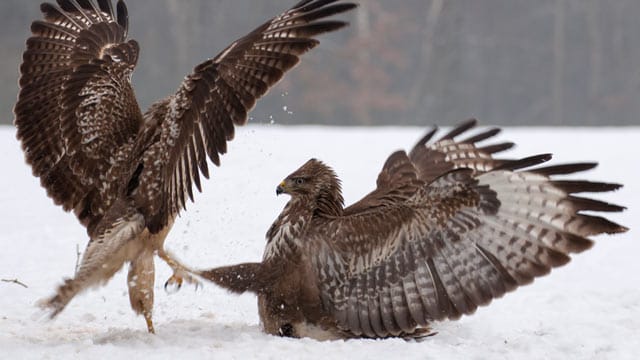 Der Mäusebussard ist die häufigste Greifvogelart Deutschlands