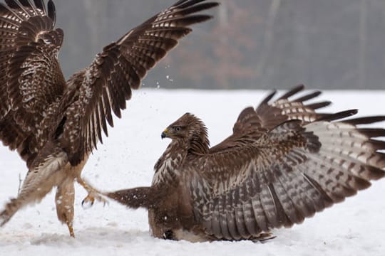 Der Mäusebussard ist die häufigste Greifvogelart Deutschlands