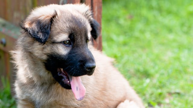 Hunde: Bei schwarzblauen Flecken auf der Hundezunge handelt es sich um Pigmentflecken.