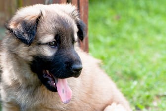 Hunde: Bei schwarzblauen Flecken auf der Hundezunge handelt es sich um Pigmentflecken.